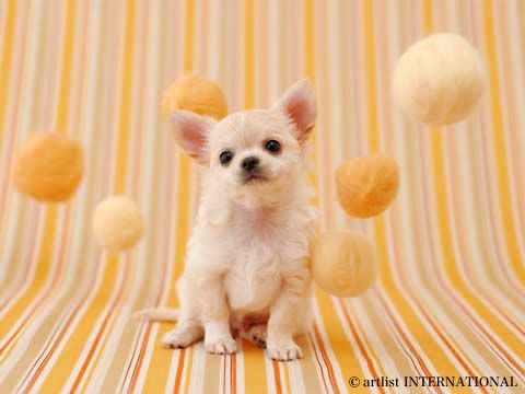 cute_dogs_10.jpg